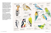 Birds in Watercolour - A Beginner's Guide