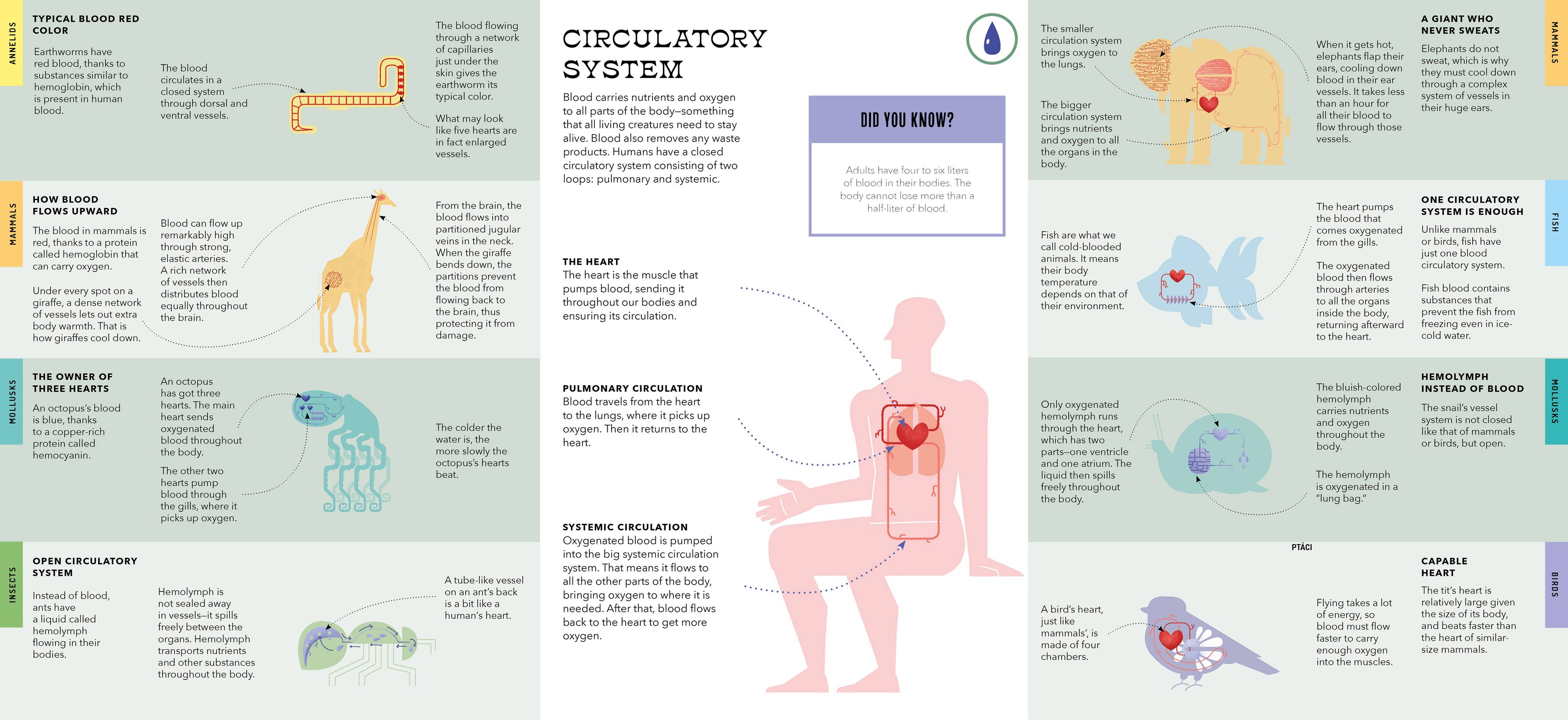 Foldout Anatomy (Interactive Children's Book)