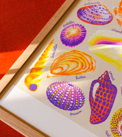 Shells A3 Poster - Manon Bucciarelli