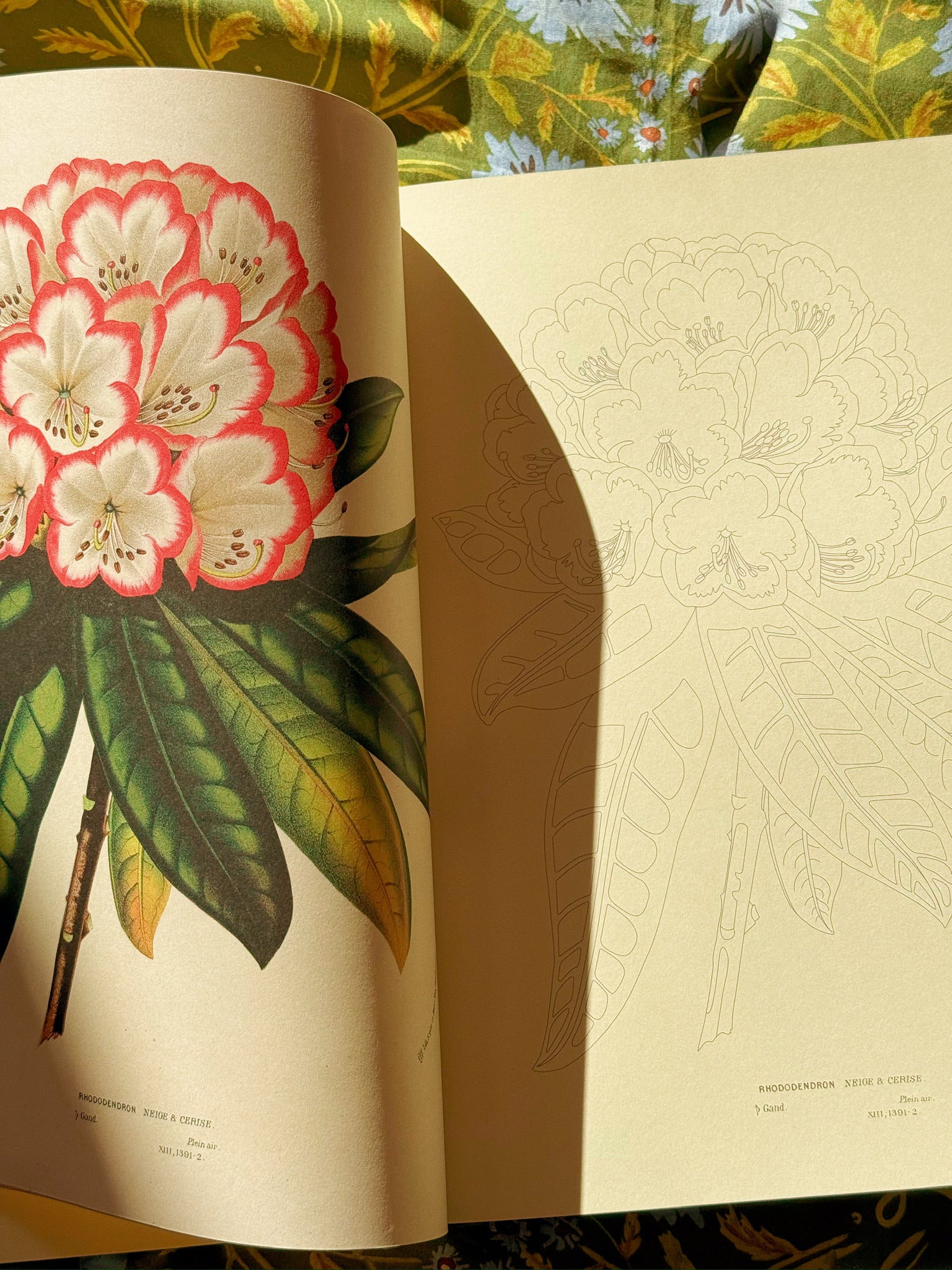 John Derian Colouring Book: Flowers