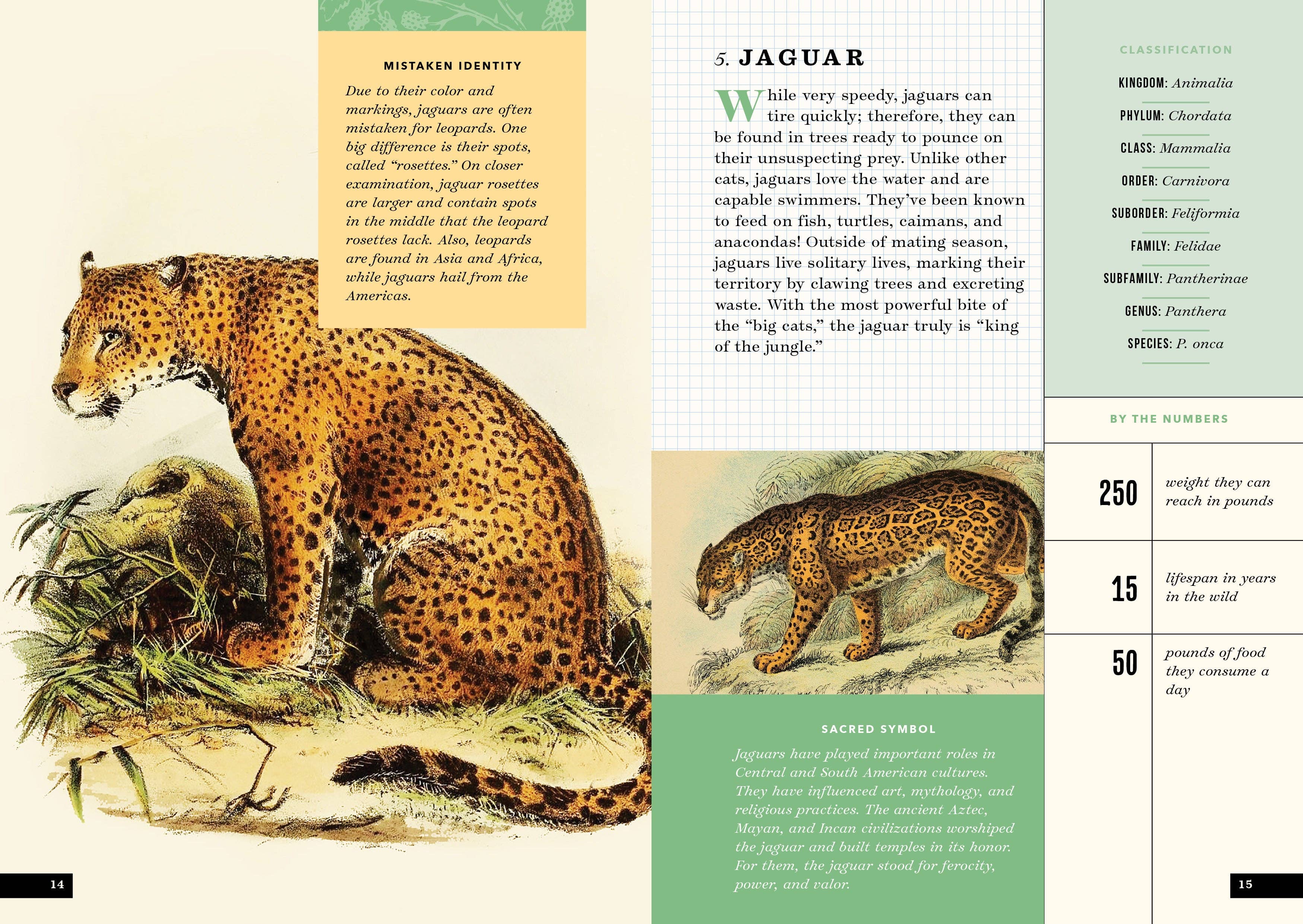 The Little Book of Animals of the Rainforest