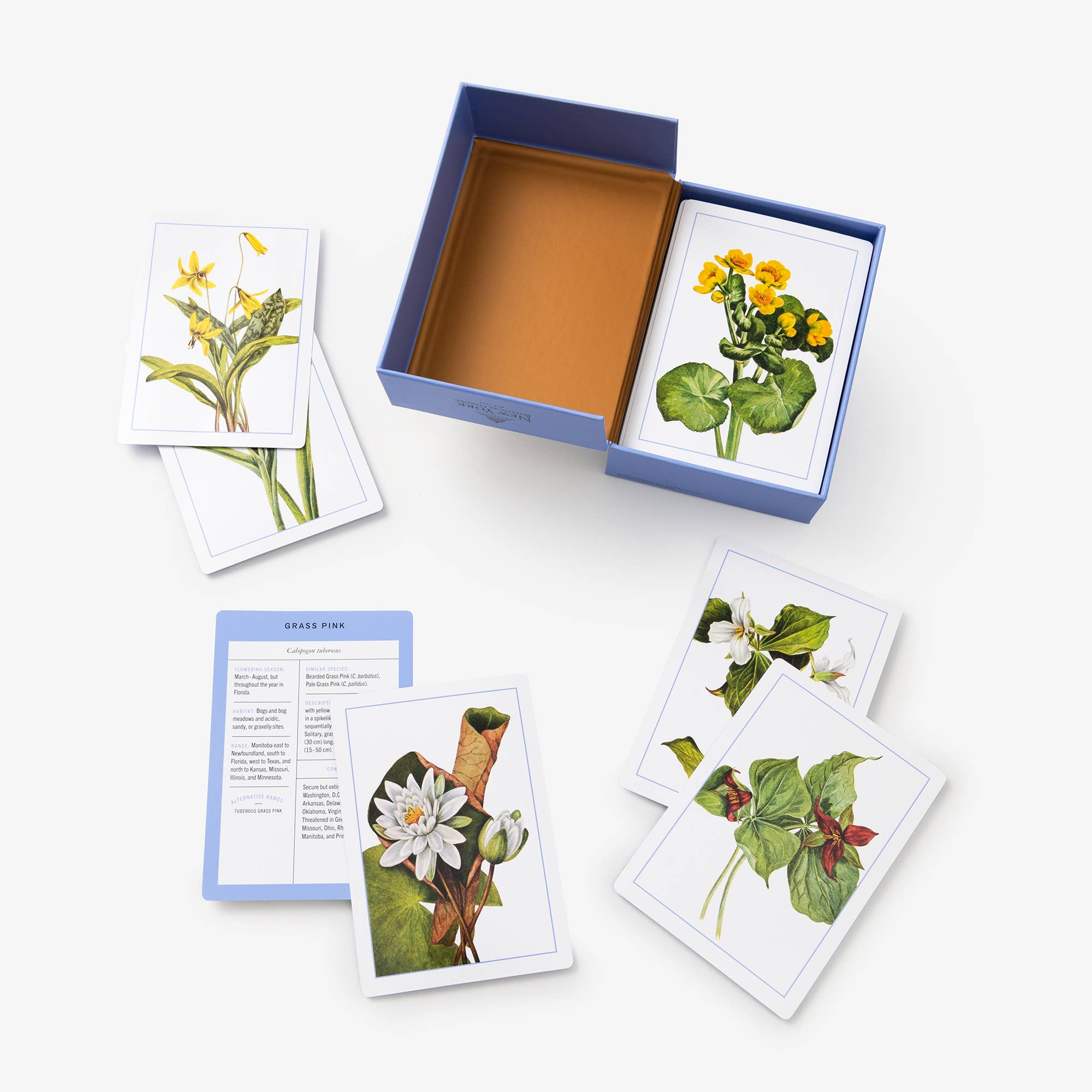 New York Botanical Garden Wildflower ID Flashcards