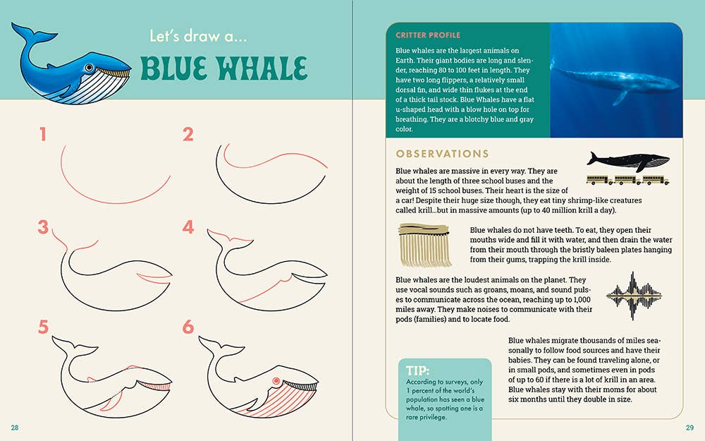 The Ocean Explorer's Drawing Guide For Kids