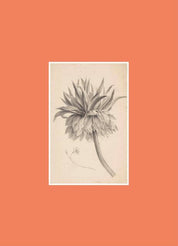 Book for Paper Lovers: World of Flowers