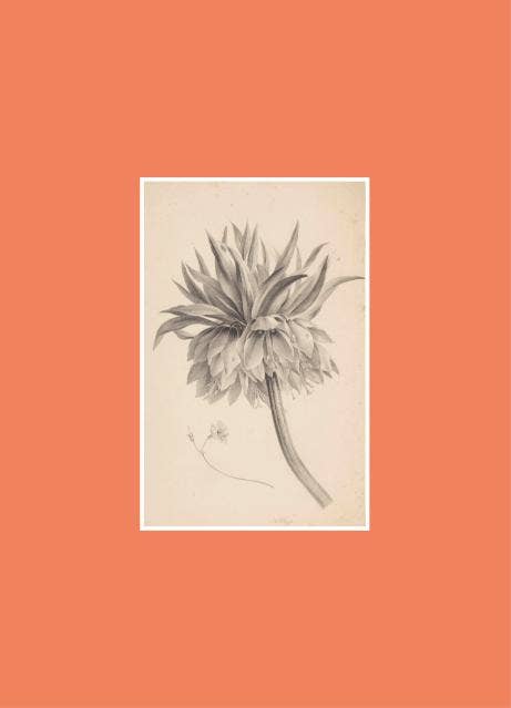 Book for Paper Lovers: World of Flowers