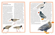 Birds of the West An Artist's Guide