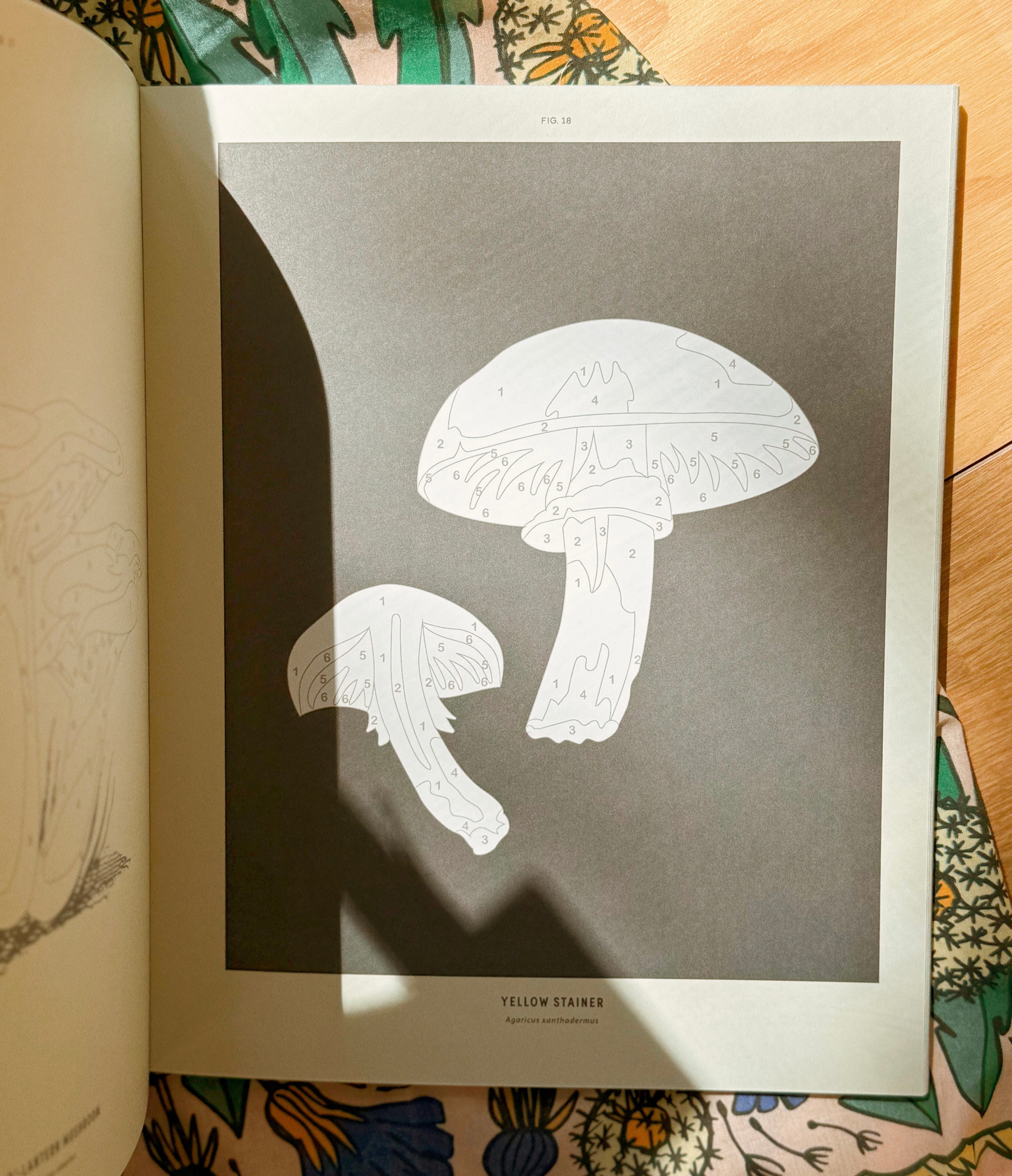 Coloready Mushrooms