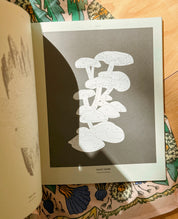 Coloready Mushrooms