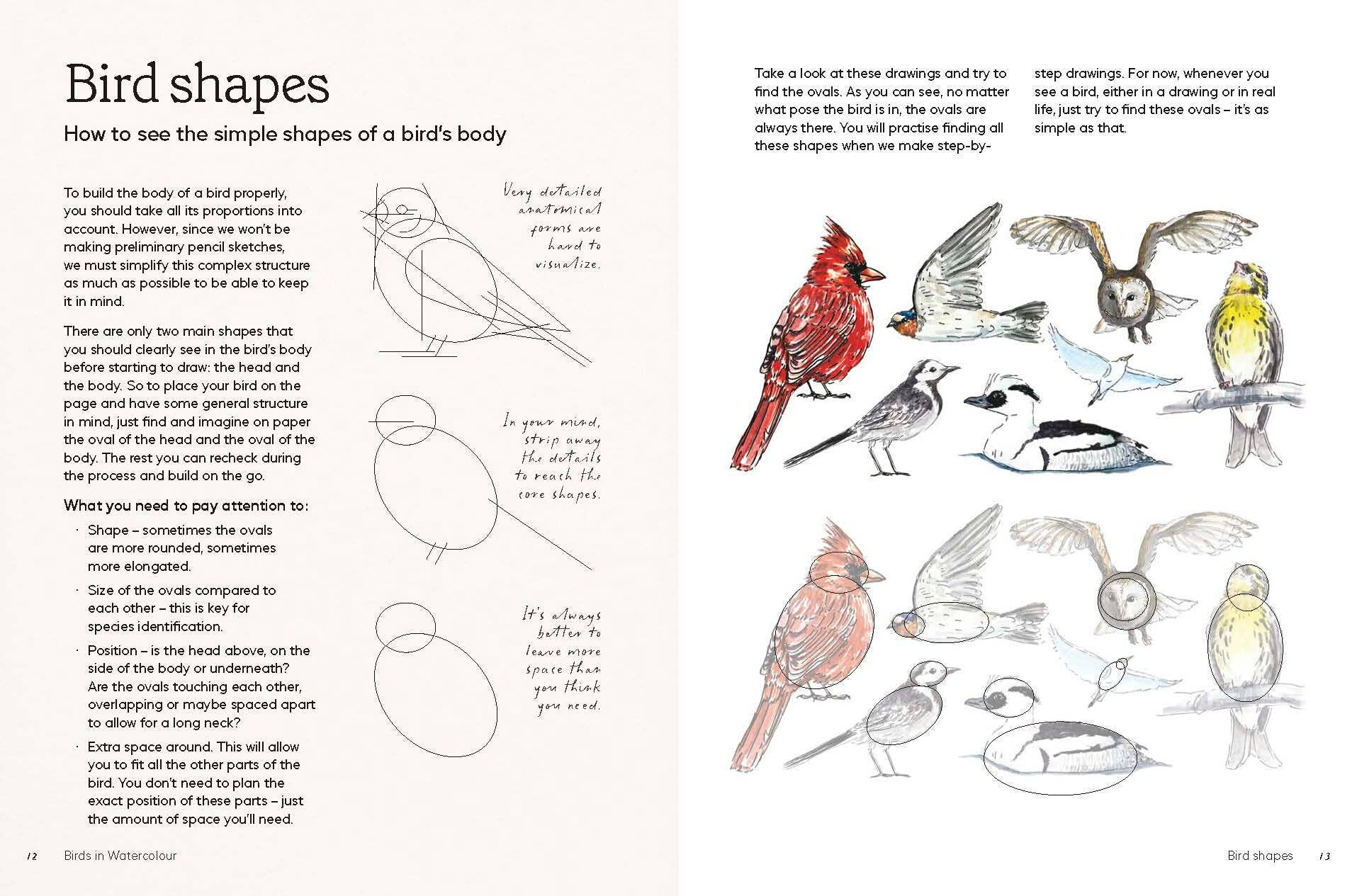 Birds in Watercolour - A Beginner's Guide