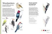 Birds in Watercolour - A Beginner's Guide
