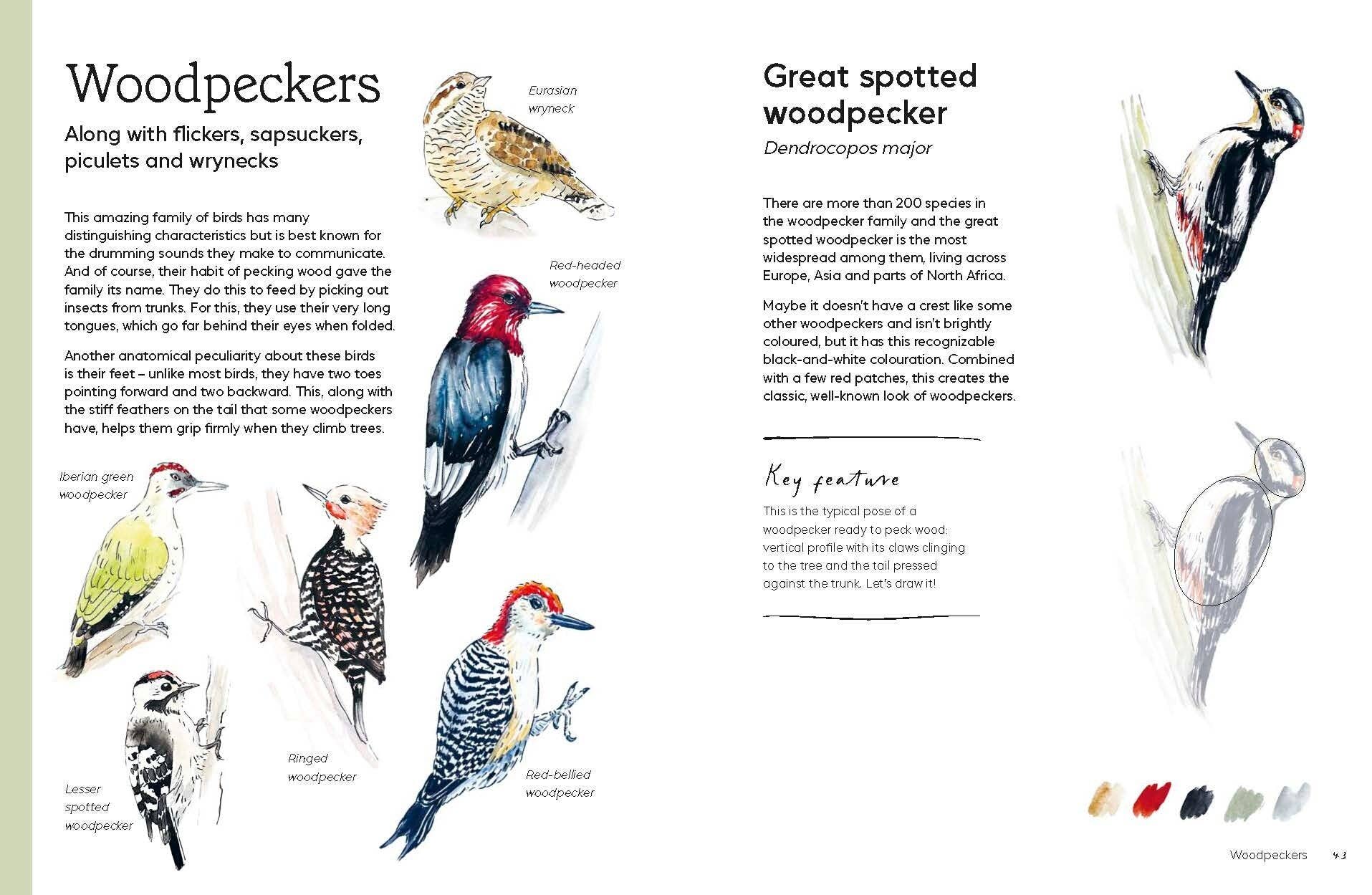 Birds in Watercolour - A Beginner's Guide