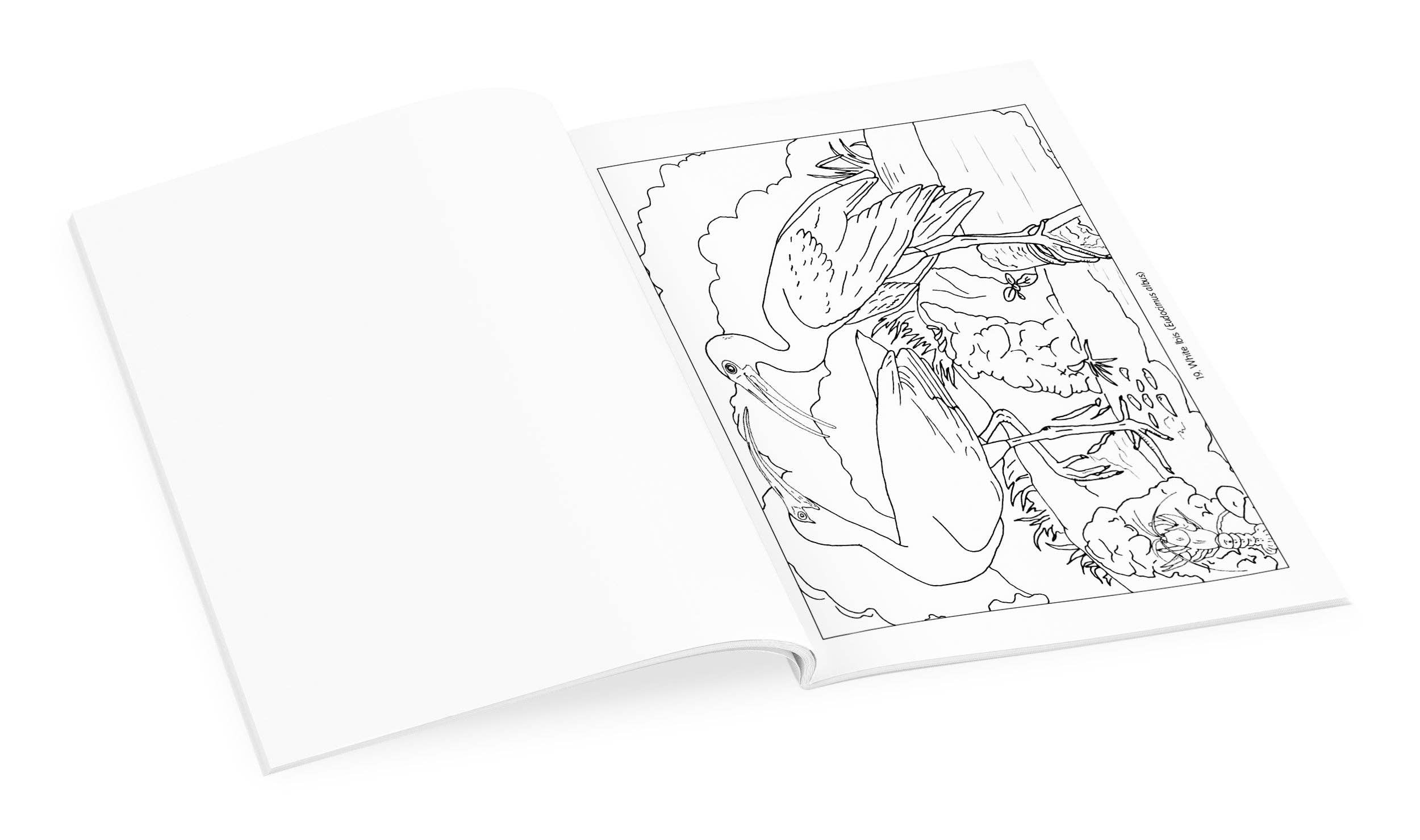 John James Audubon: Birds Coloring Book