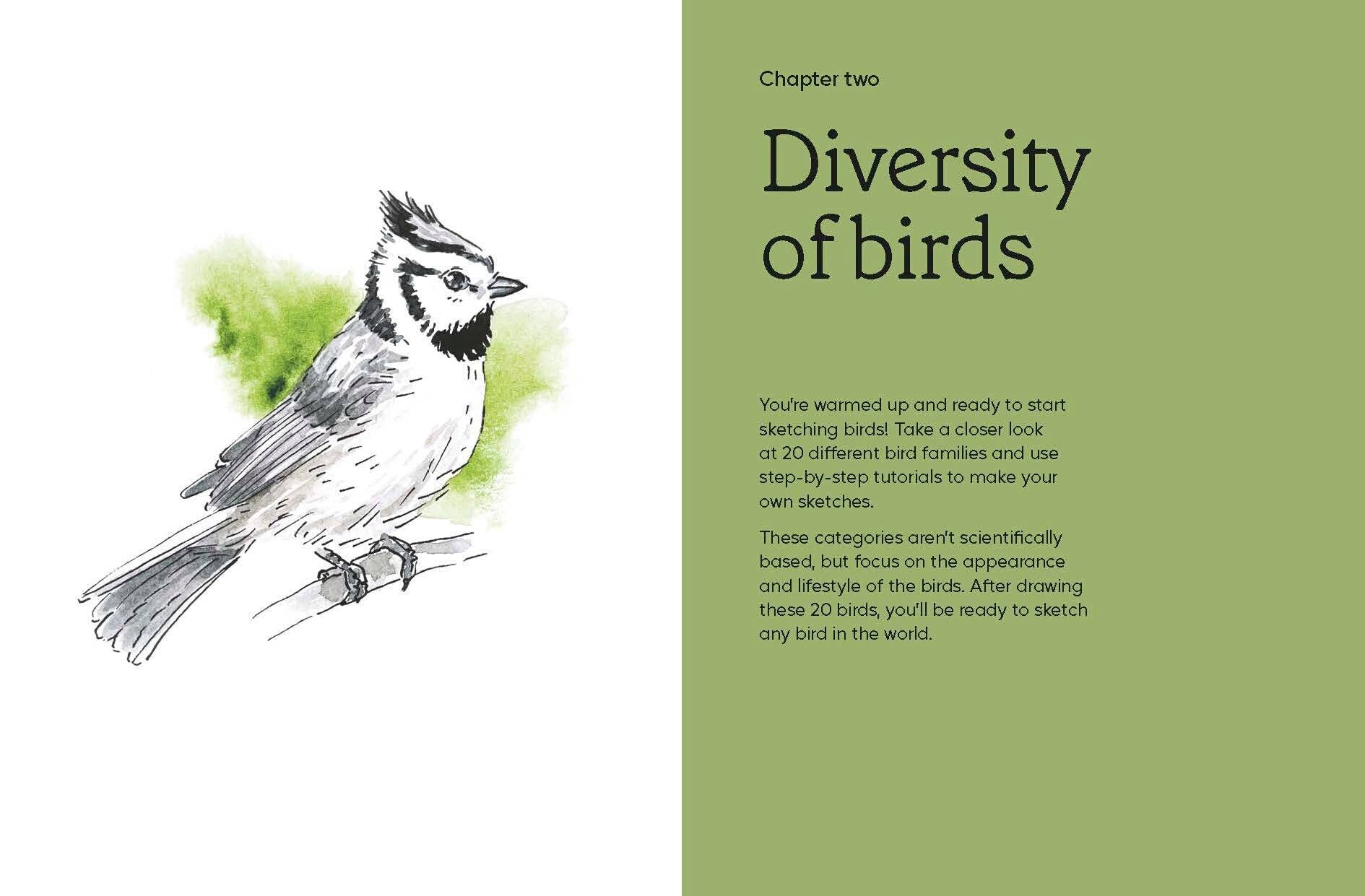 Birds in Watercolour - A Beginner's Guide