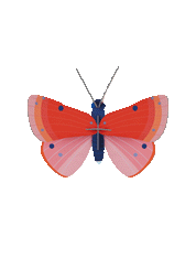Speckled Copper Butterfly: 3D DIY Wall Art Kit