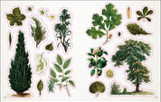 Botanist's Sticker Anthology