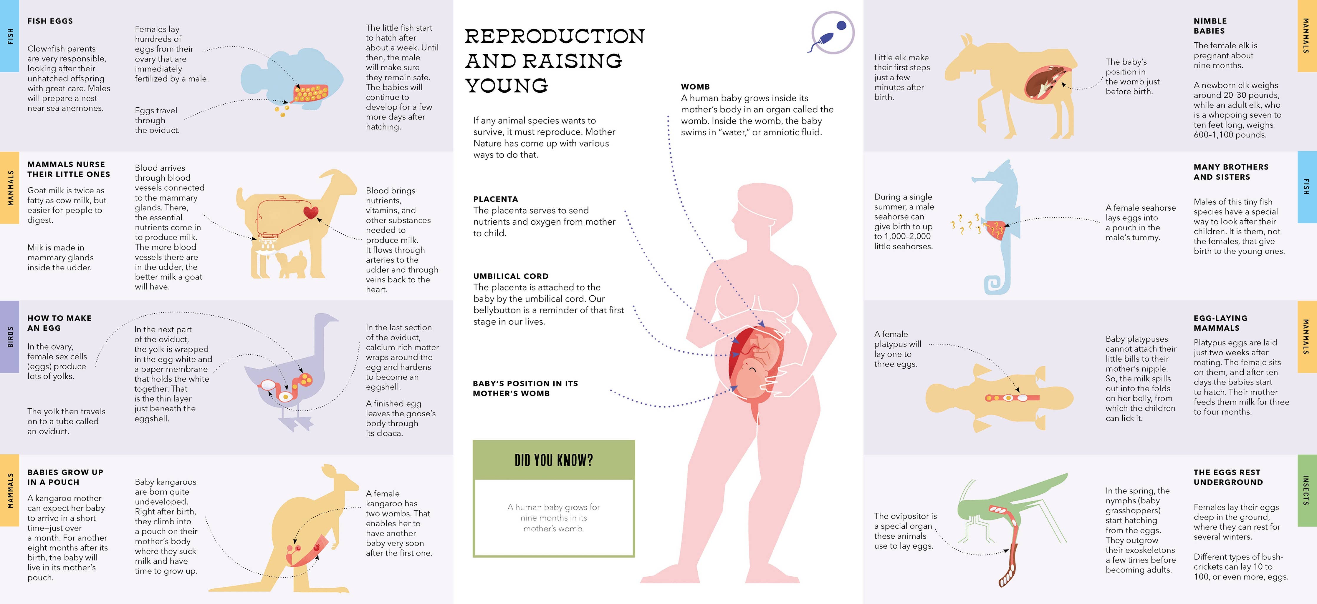 Foldout Anatomy (Interactive Children's Book)