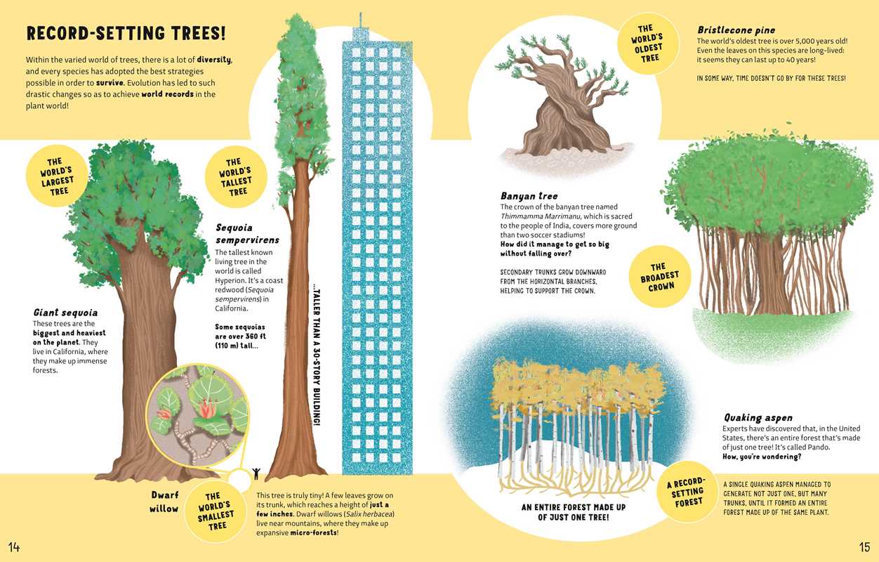 The Secrets of Trees by Massimo Novellino