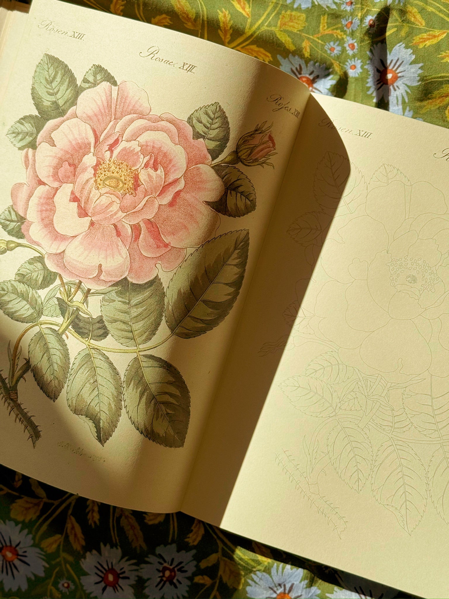 John Derian Colouring Book: Flowers