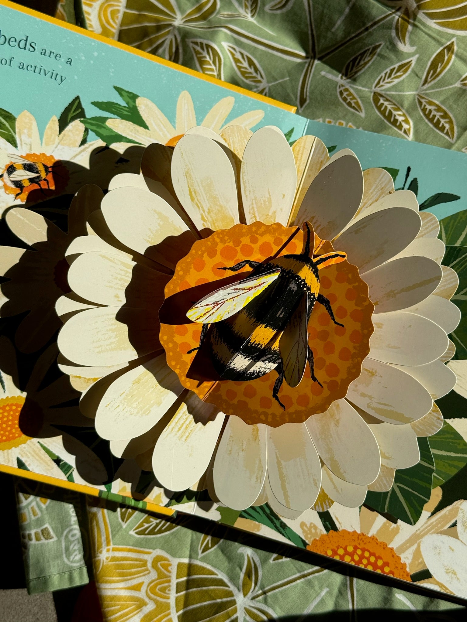 Beautiful Bugs | Nature Pop-Ups