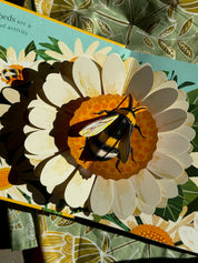 Beautiful Bugs | Nature Pop-Ups