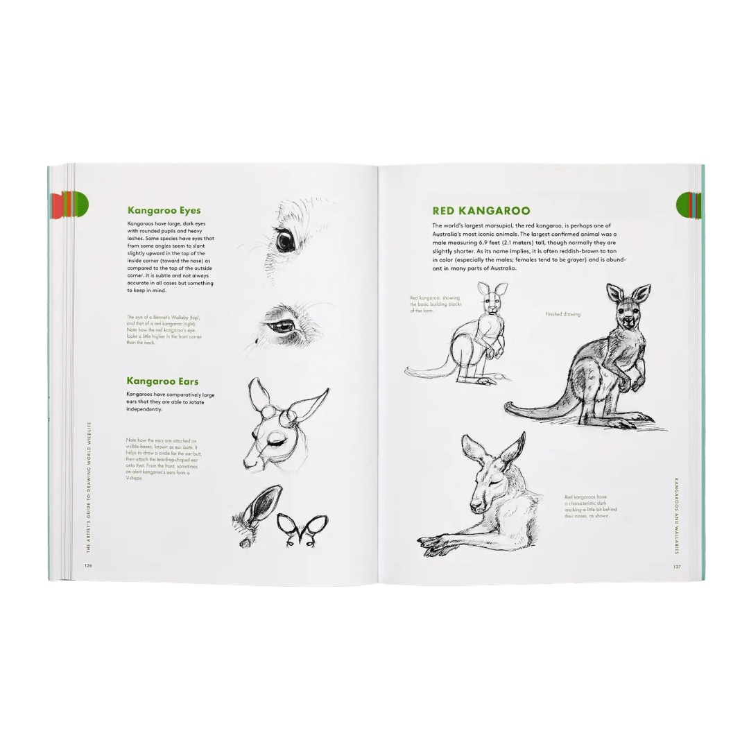 Open book showing illustrations and text about kangaroos on white pages.