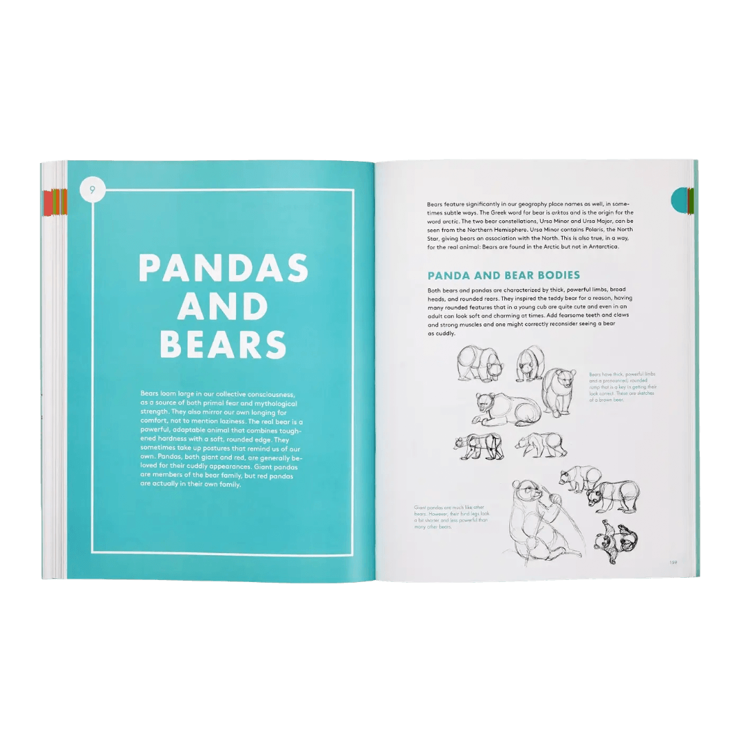 Open book showing a section about pandas and bears with illustrations on a white and bright blue pages.