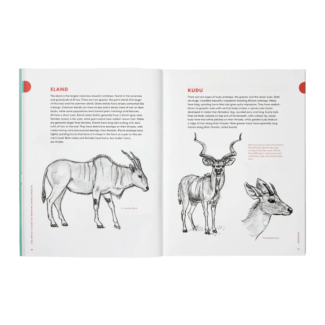 Open book showing illustrations of eland and kudu with text on white pages.