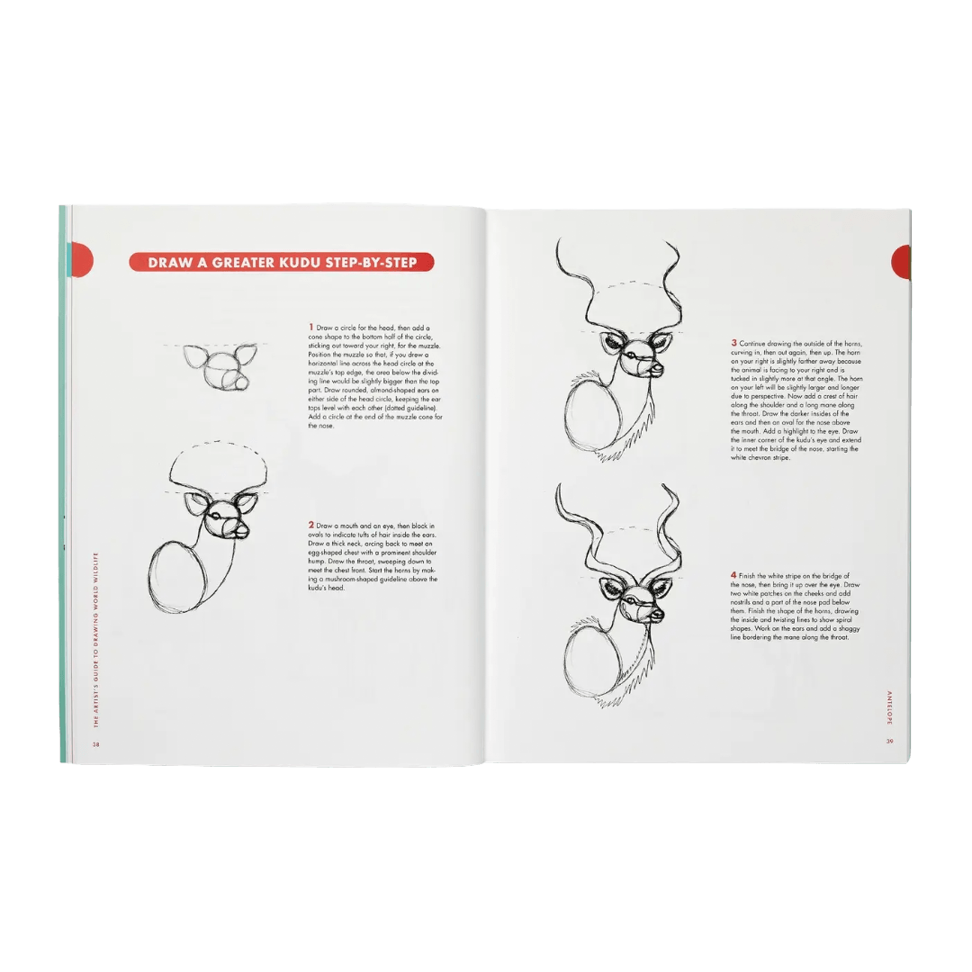 Open book showing a step-by-step drawing guide for a greater kudu on white pages