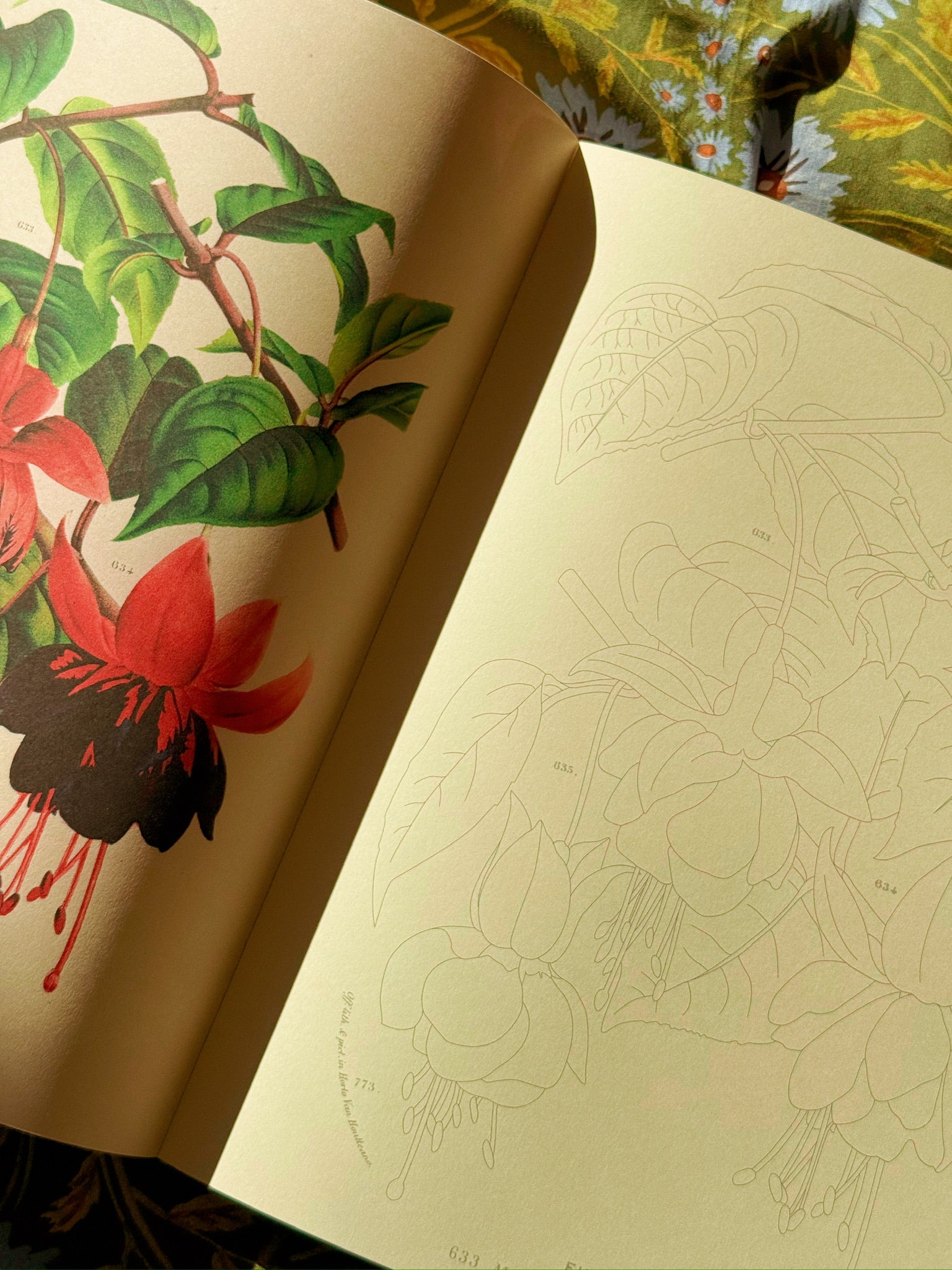 John Derian Colouring Book: Flowers