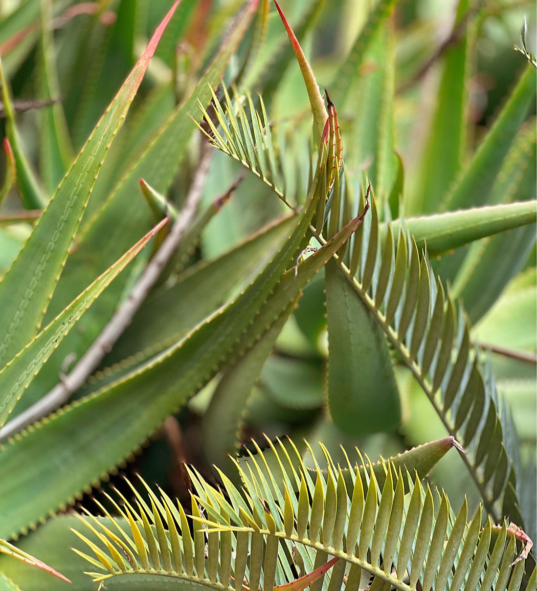 Monterey-Green-zahigian-arthouseandco-web.jpg