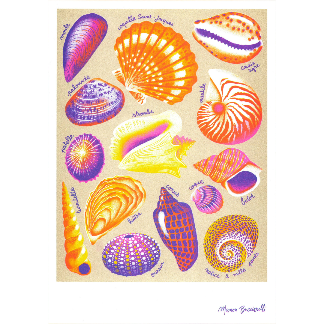 Shells | Art Print | Manon Bucciarelli A3 Poster