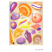 Shells | Art Print | Manon Bucciarelli A3 Poster