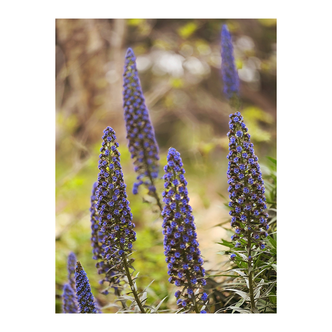 Montecito Purple | Greeting Card