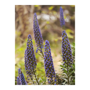 Montecito Purple | Greeting Card