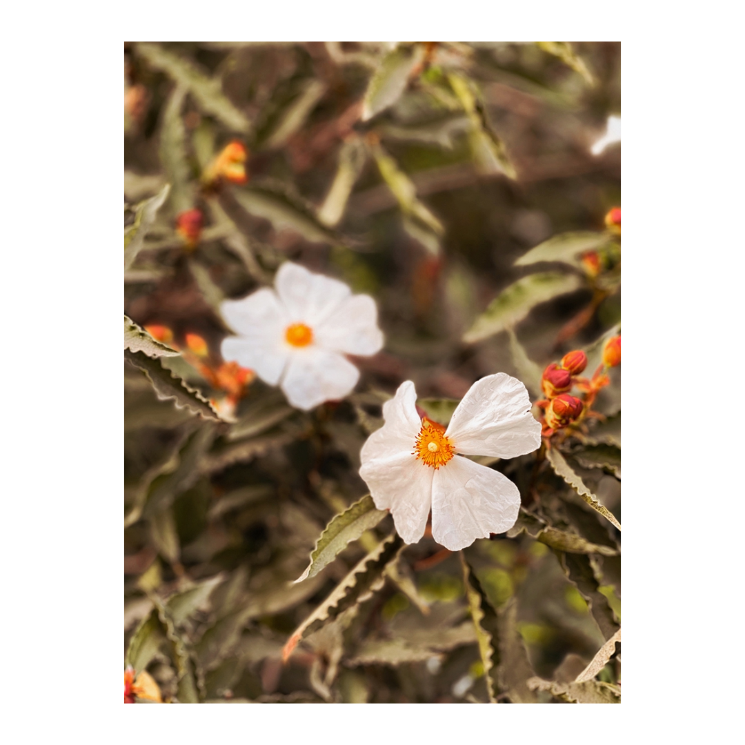Wildflower in White | Greeting Card