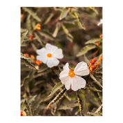 Wildflower in White | Greeting Card