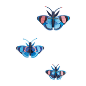 Peacock Butterflies | Set of 3 | 3D DIY Wall Art Kit