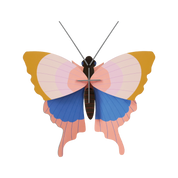 Gold Rim Butterfly