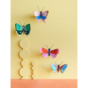 Gold Rim Butterfly