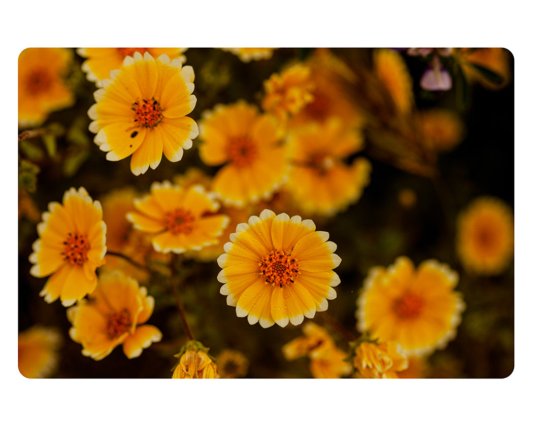 Yellow-White-Botanical-sunlight-yellow-3-IMG_8036-rounded-arthouseandco-zahigian-web.jpg
