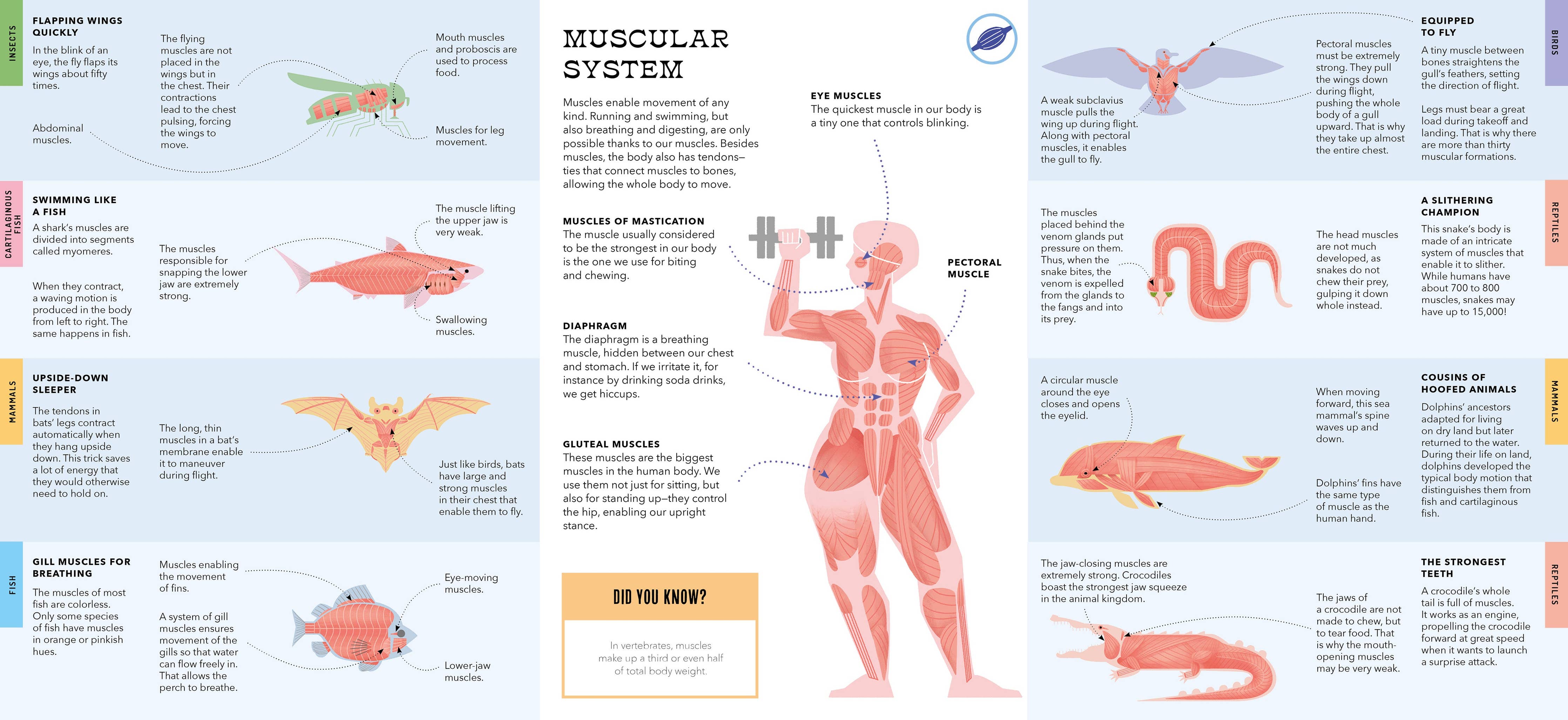 Foldout Anatomy (Interactive Children's Book)