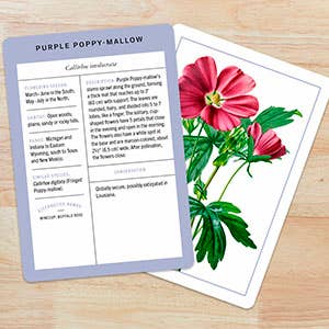 New York Botanical Garden Wildflower ID Flashcards