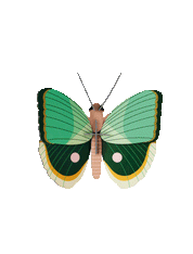 Fern Striped Butterfly - 3D DIY Wall Art Kit