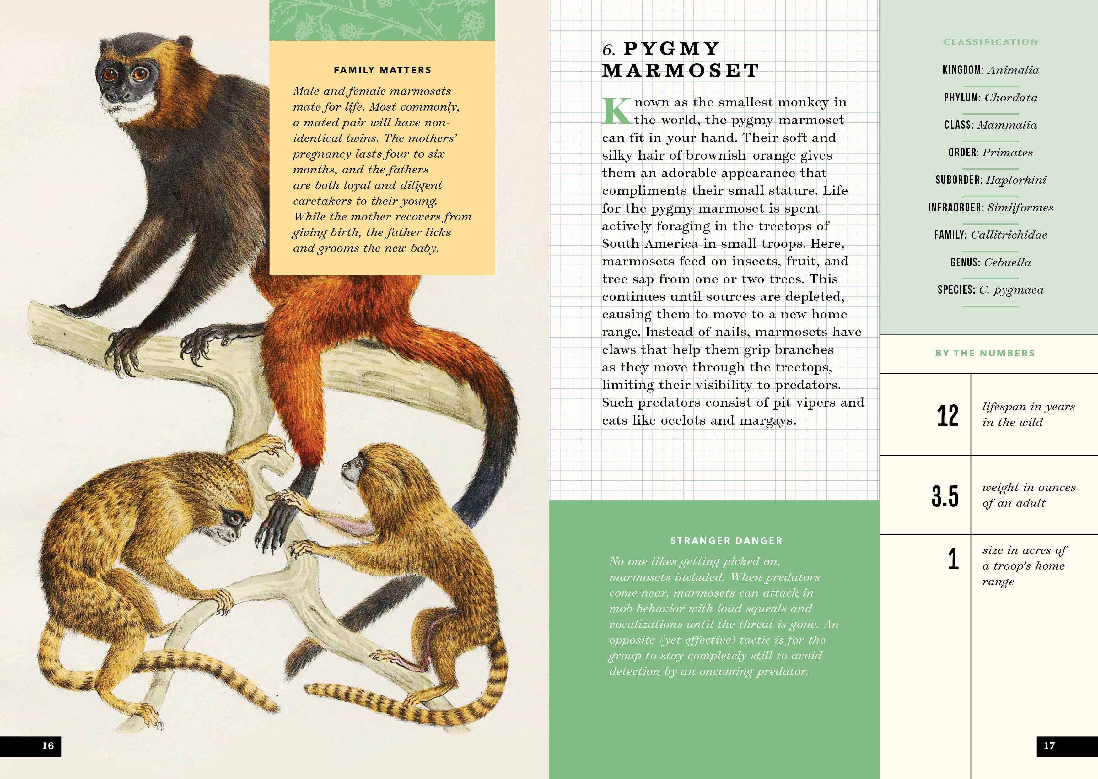 The Little Book of Animals of the Rainforest