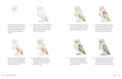 Birds in Watercolour - A Beginner's Guide