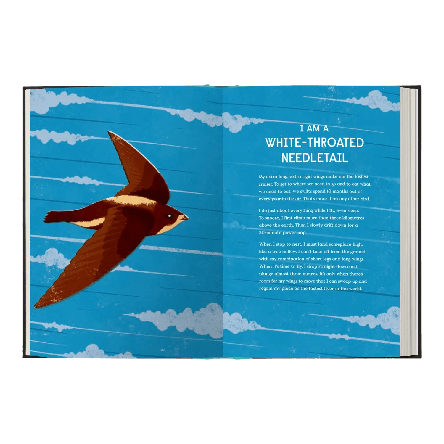 Book Of Flight: 10 Record-Breaking Animals With Wings
