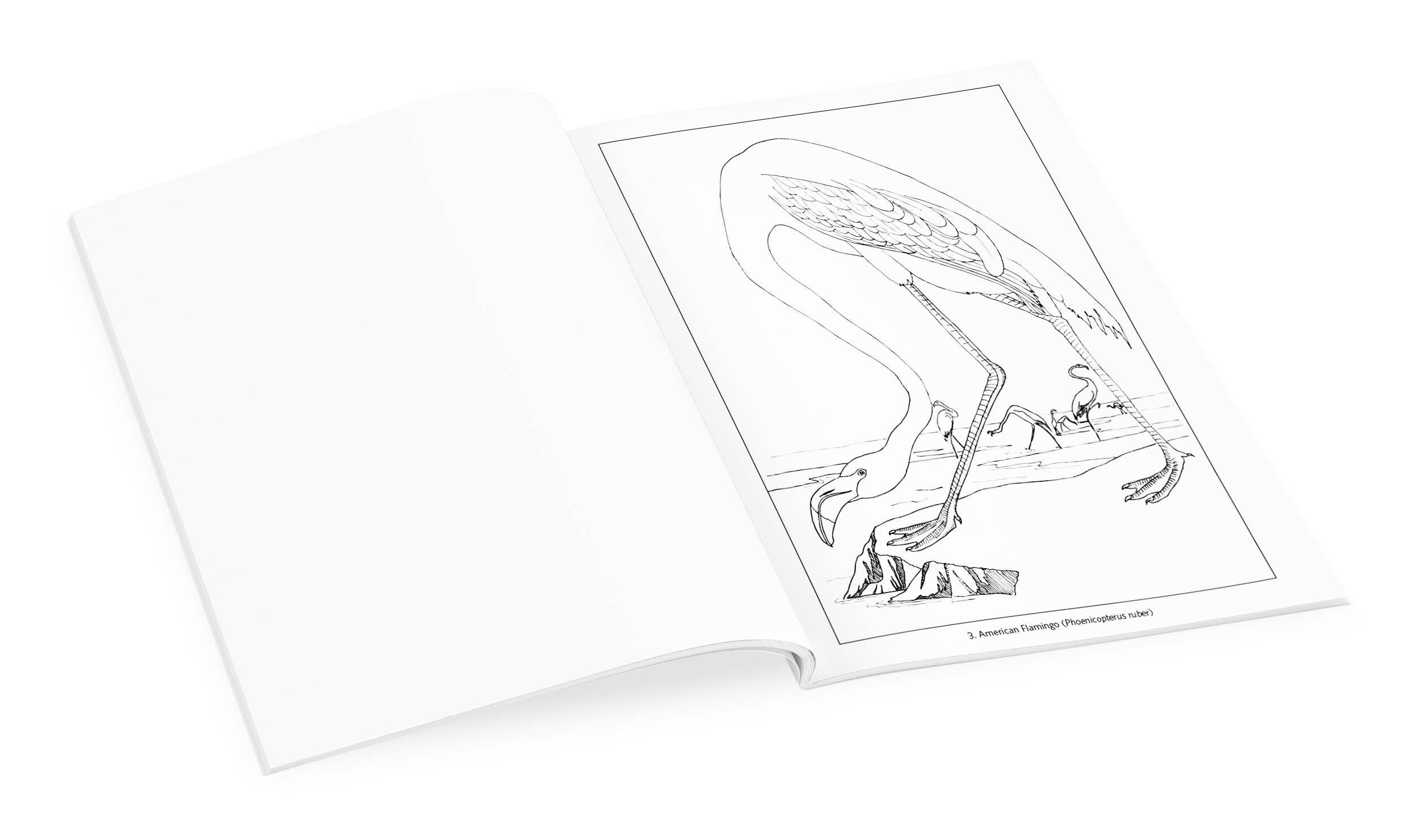 John James Audubon: Birds Coloring Book