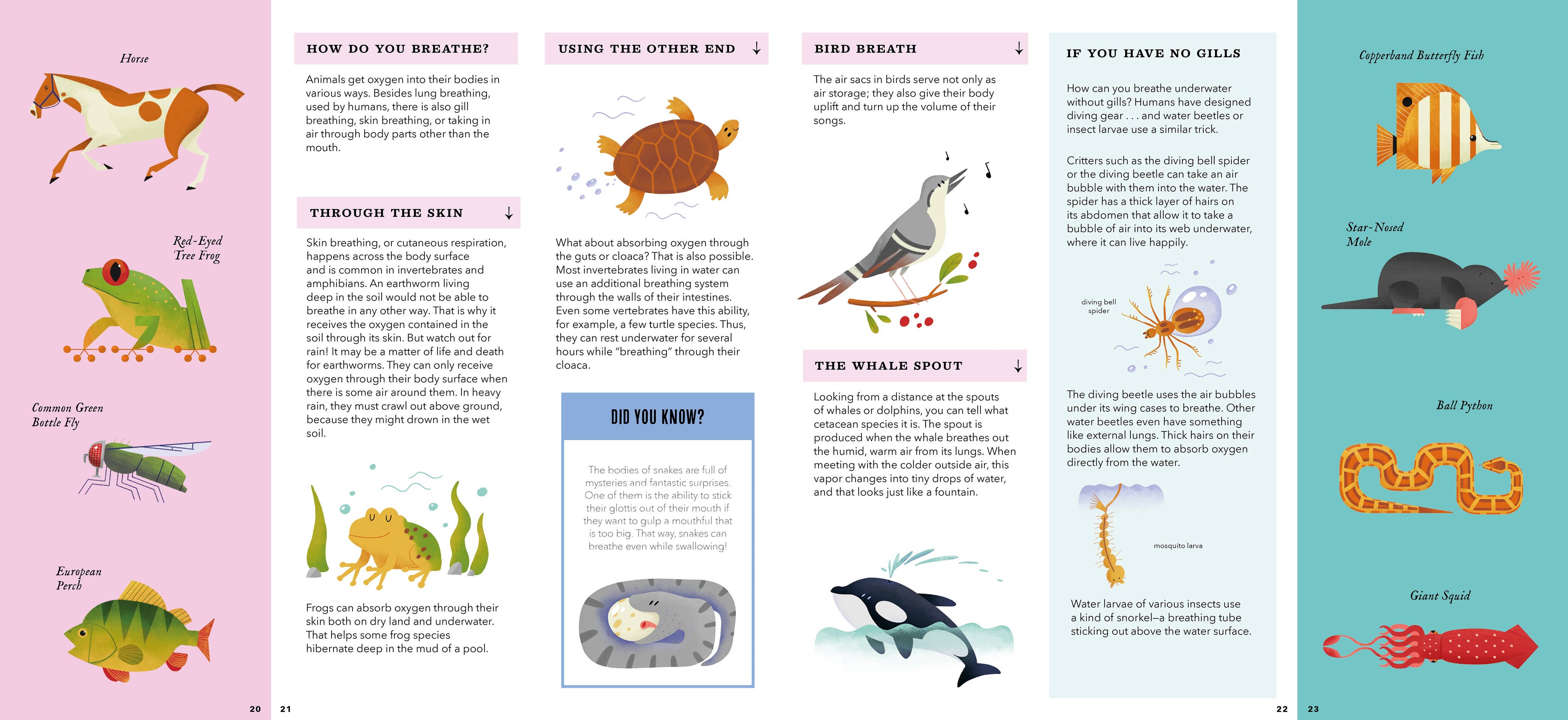 Foldout Anatomy (Interactive Children's Book)