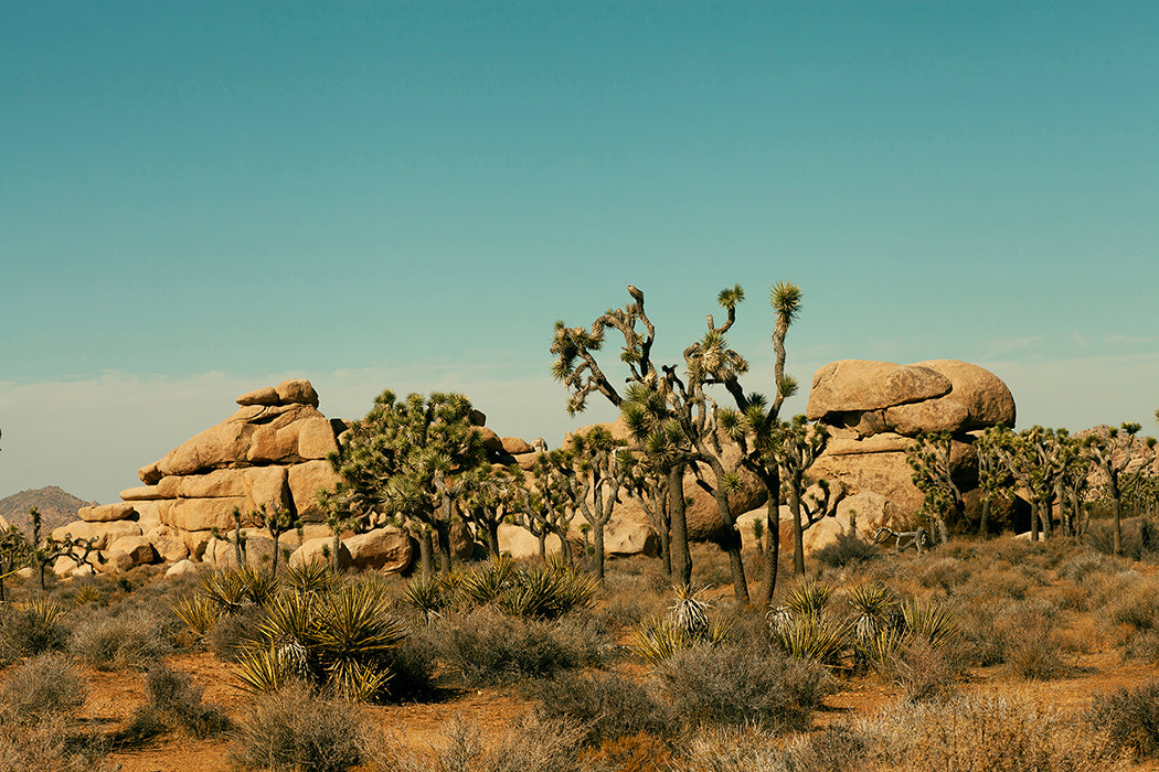 Desert Blue Limited Edition Fine Art Print