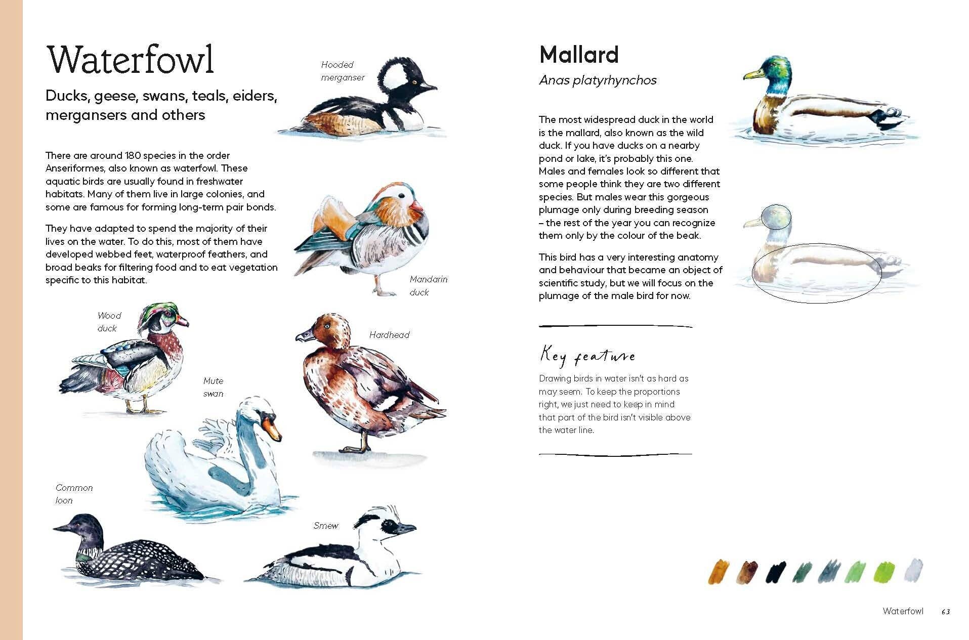Birds in Watercolour - A Beginner's Guide